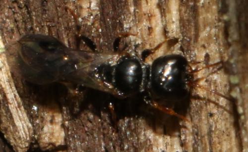 Réf. 198 433 : Stigmus pendulus
